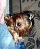 Smiling Yorkies Pictures-rascalsmile.jpg