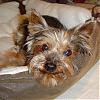 Smiling Yorkies Pictures-charlie-yt.jpg