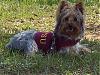 Smiling Yorkies Pictures-harleyfsu.jpg