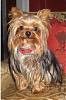 My baby is missing I need help!-yorkie.jpg