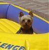 My baby is missing I need help!-zeke.jpg