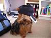 Too big to be yorkie?-forumpic2.jpg