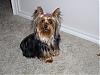 Smiling Yorkies Pictures-natalie-01320.jpg