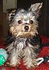 Smiling Yorkies Pictures-p7240040.jpg