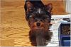 Smiling Yorkies Pictures-say-cheese.jpg
