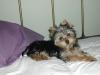 a breeder of Tiny yorkies-shelby-bed.jpg