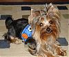 Smiling Yorkies Pictures-diesel-pigtails2.jpg