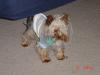 diddy chewed on his sutures-neuter-2.jpg