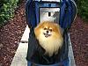 Smiling Yorkies Pictures-stroller-005-600-x-450-.jpg