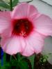 Caught while playing.....new pics-pink_hibiscus.jpg