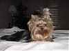 Calling all owners of baby dolled faced yorkies.....-12262006.jpg
