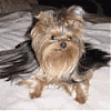 Calling all owners of baby dolled faced yorkies.....-azkatynew.gif