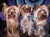 Smiling Yorkies Pictures-p4020190.jpg