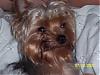 Calling all owners of baby dolled faced yorkies.....-jake1.jpg