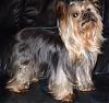Calling all owners of baby dolled faced yorkies.....-p7300140.jpg