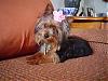 Calling all owners of baby dolled faced yorkies.....-riley-first-groom02.jpg