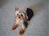 Calling all owners of baby dolled faced yorkies.....-7-19.jpg