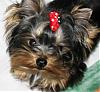 Calling all owners of baby dolled faced yorkies.....-img_0441.jpg
