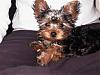 Calling all owners of baby dolled faced yorkies.....-mocha-4.jpg