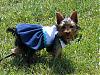 Smiling Yorkies Pictures-gp-july-2007-012-resized.jpg