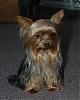 Calling all owners of baby dolled faced yorkies.....-brownie-03.jpg
