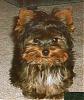 Calling all owners of baby dolled faced yorkies.....-furby-otis.jpg