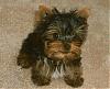 Calling all owners of baby dolled faced yorkies.....-baby-otis.jpg