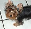 Introducing  Dj's Pixie Dust of Sunrise-puppys-robin-061.jpg