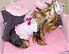 ? About the Pampered pup website!-taffy.jpg