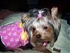 ? About the Pampered pup website!-layla3.jpg