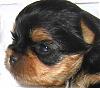 Calling all owners of baby dolled faced yorkies.....-pup.jpg