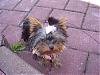 Calling all owners of baby dolled faced yorkies.....-dsc00767.jpg