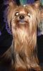 What is your Yorkie's POSH registered name ???-tara-queen.jpg