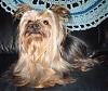 What is your Yorkie's POSH registered name ???-p8060139.jpg