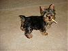 Newbie Introductions-chew-stick.jpg