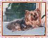 Calling All Dogs Over 8 Years Old-2007-posha-died-just24-days-18-yrs-old.jpg