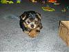 My puppy Jack is home!-jack-008.jpg