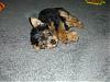 My puppy Jack is home!-jack-007.jpg