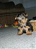 My puppy Jack is home!-jack-012.jpg