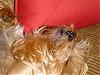 Ah...A Dog's Life-muffin-sleeping-02.jpg