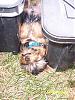 Ah...A Dog's Life-gizmo-sleeping.jpg