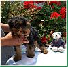 New Puppy! First day on YT!-benji-2..jpg