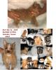 Here is what I am sending to AKC in re: Red Puppy Litter-akcmavrickcollageresized.jpg