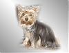 Too big to be yorkie?-chelsey-oil.jpg