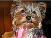 Pics of Yorkies Solving World's Problems...-p1010030b.jpg