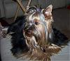 Pics of Yorkies Solving World's Problems...-100_1247.jpg