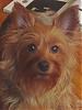 Too big to be yorkie?-resize-snuggles-1.jpg