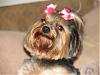 Yorkie SMILES-img_0034.jpg