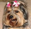 Yorkie SMILES-elvis1.jpg