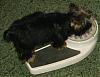 How do you know if a Yorkie is overweight?-scalepic1.jpg